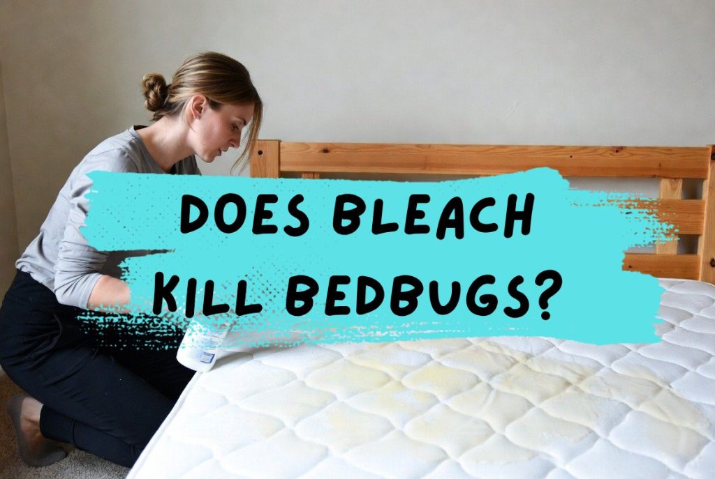 does bleach kill bed bugs